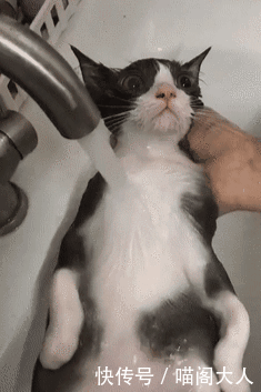 朋友在家帮猫洗澡,男子待在一旁看傻了眼,网友:别人家的猫真乖 朋友在家帮猫洗澡,男子待在一旁看傻了眼,网友:别人家的猫真乖