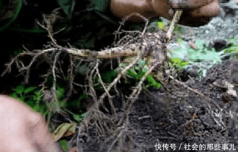 大叔上山发现一块珍品木头,本以为能发大财,儿子看到后直接懵了