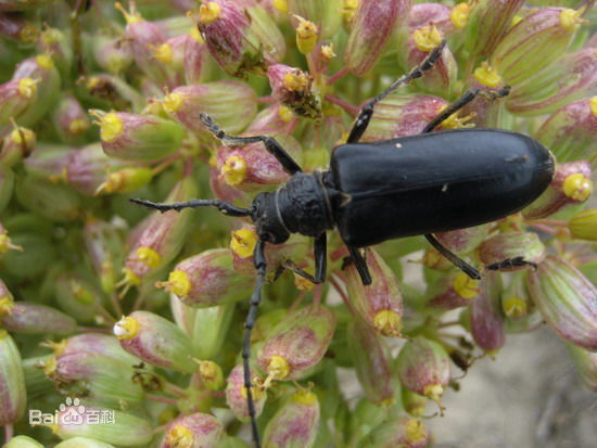 黑色的大虫子,两根长触角,长圆柱形的身子,有翅