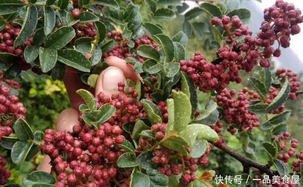 青花椒和红花椒的区别哪个好吃 t01cc749b49cba92420.jpg