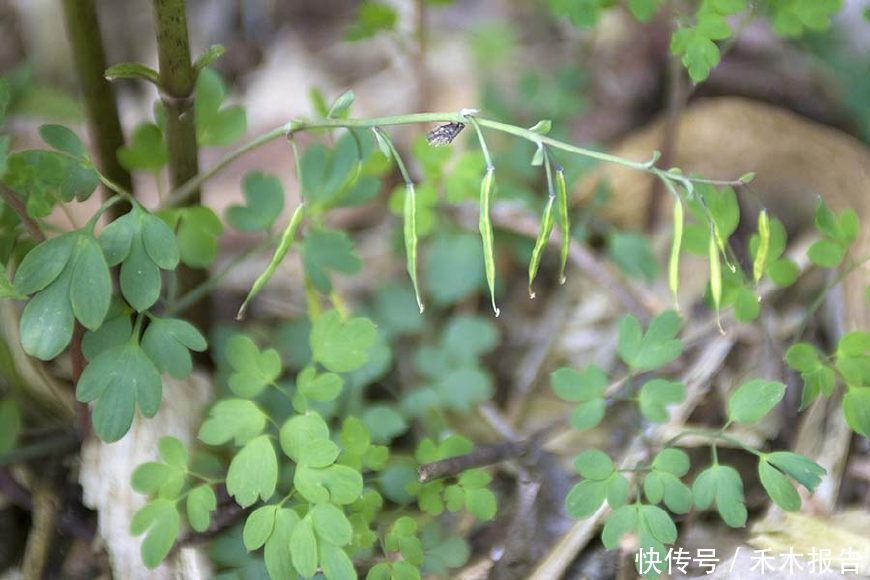 农村一种野草，人称“一粒金丹”，根似“金元宝”，是止痛良药