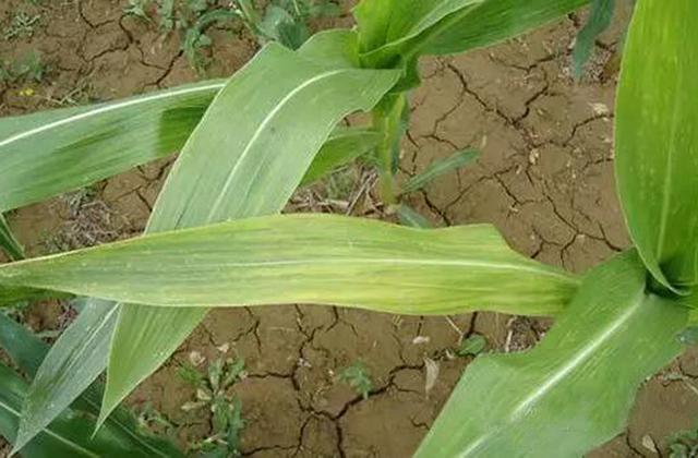 玉米生长过程中,叶片颜色一半绿一半黄,这是什