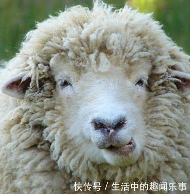 农场羊群突然就现出神秘微笑嘴都笑歪了,但知