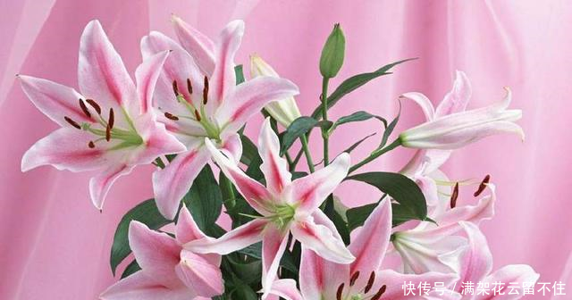 [百合花代表什么]百合花花语代表什么