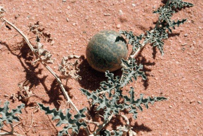 为什么沙漠里的西瓜不能摘更不能吃?看完涨知