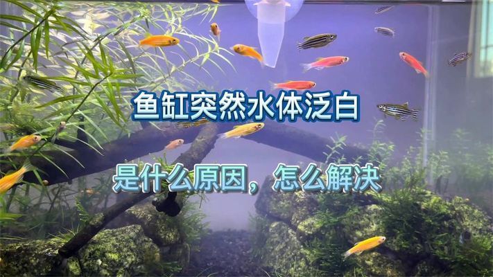 新鄉(xiāng)魚缸維修電話號碼查詢電話(新鄉(xiāng)魚缸制作廠家批發(fā))