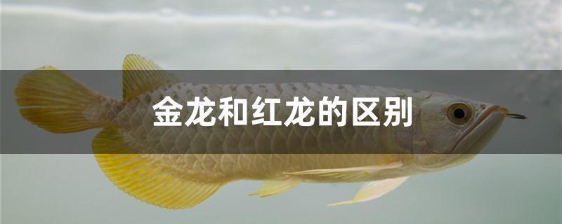 三亞水族批發(fā)市場(chǎng)在哪里啊電話號(hào)碼（三亞水族批發(fā)市場(chǎng)在哪里啊電話號(hào)碼是多少）