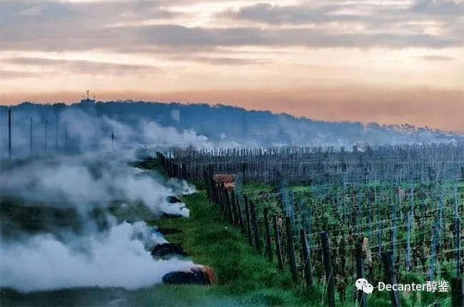 2017:根瘤蚜以来最灾难的一年?葡萄酒\"灾厄之年\"的启示