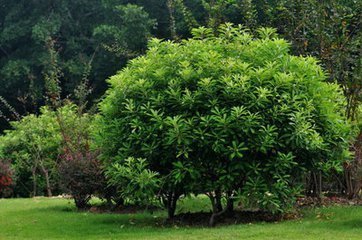 海桐是草本植物还是木本植物_360问答