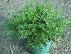 西洋蓍草