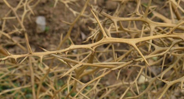 什么样的荆棘 填形容词_360问答