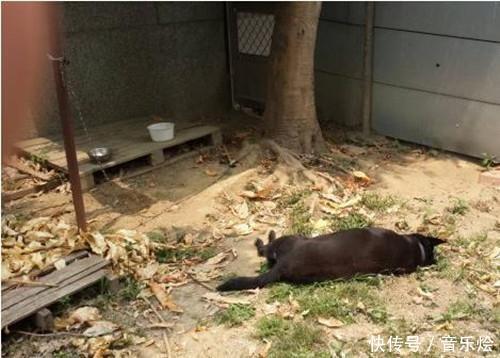 狗狗在学校里乱叫,门卫将其赶走,但最后却被狗