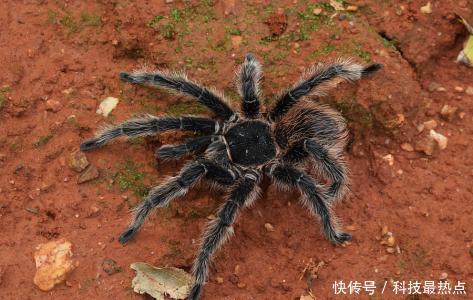 科学家吃惊地发现:一动物每天吃掉270万吨肉,