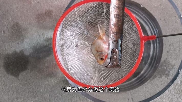 黑桃a魚吃什么