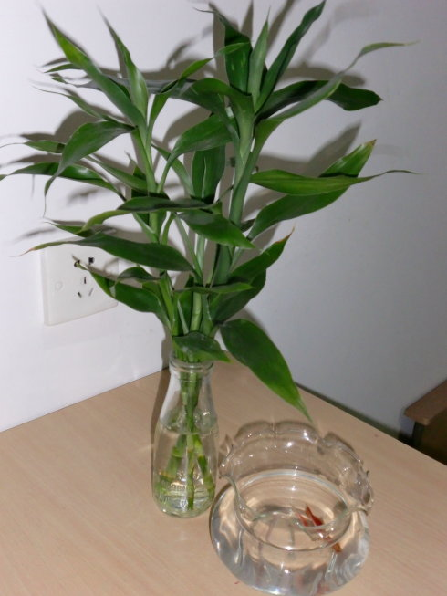 富贵竹怎么养才能更绿 t01d5e1ad81503b0df7.png