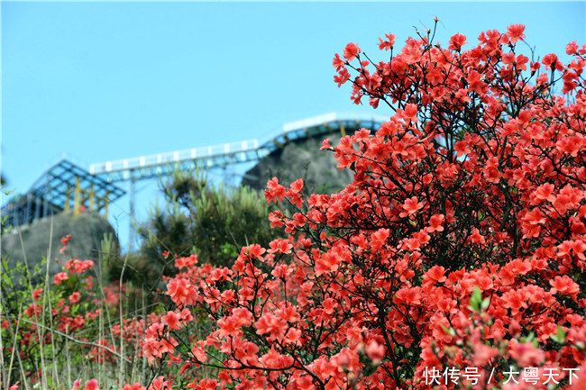 五一四天假期,广东连山金子山盛放满山杜鹃花