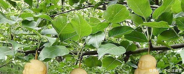 当代人参果!是经历了3000年开花3000结果吗网