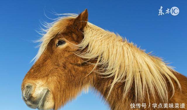 1966年,1978年,1990年属马人今年的运势如何