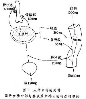 钙的吸收量与肠道内钙浓度,机体的需要量及肠内酸碱度有关.