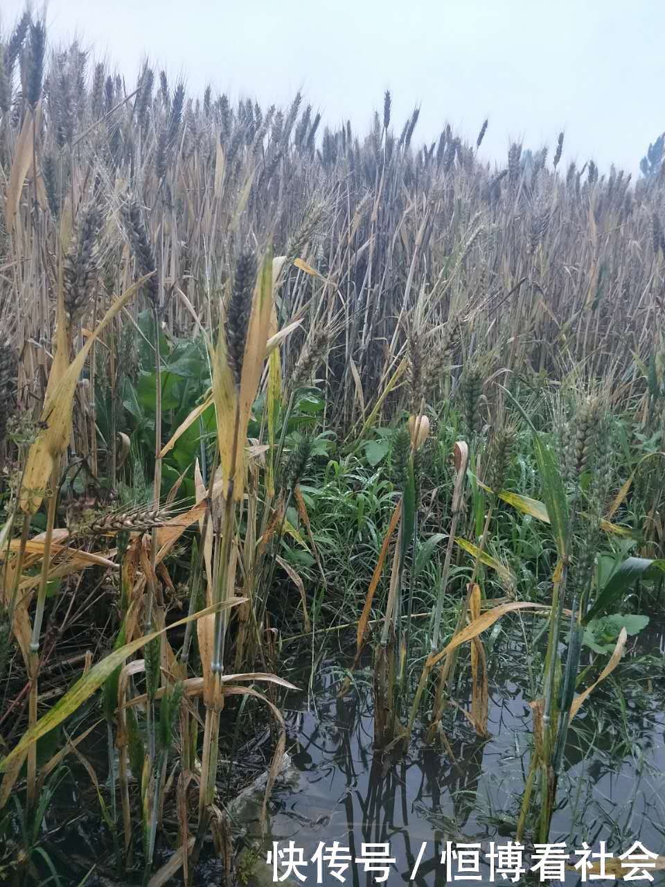 农民心酸了！连续5天的雨，把将要成熟的麦子弄的一片狼藉！