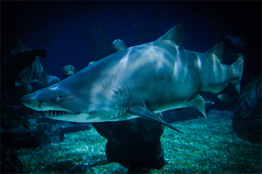 诸暨市态美水族用品厂，诸暨市态美水族用品厂详细介绍