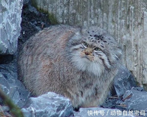 世界上最凶的猫,表情堪比二哈,活了500万年表情包魔力红的图片