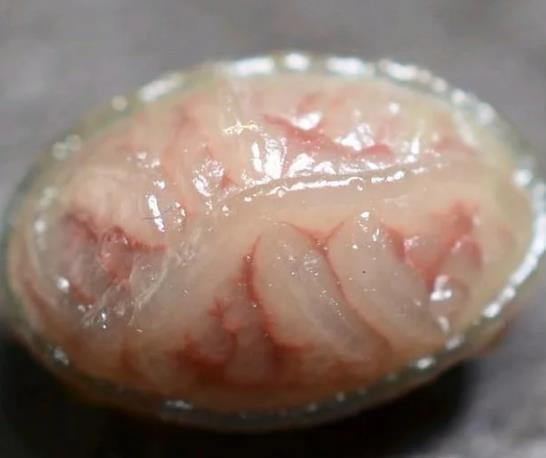 男子野外捡来一块血丝的石头,拿到手里看了看,感觉自己要发财了