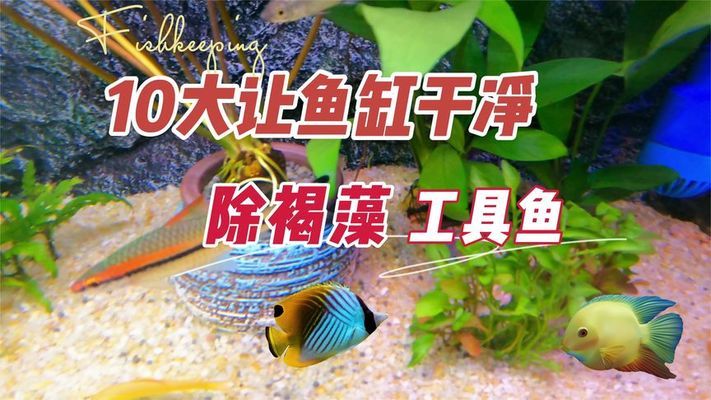 水族魚缸怎么清洗水垢的（水族魚缸怎么清洗水垢的視頻）