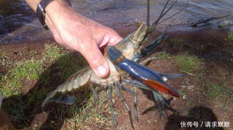 一男子家门前河里放下铁笼子,第二天提起来时惊喜了!