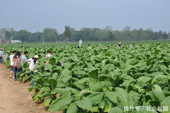 我国有3亿多烟民，香烟为什么不禁止生产呢？看完解开多年疑惑