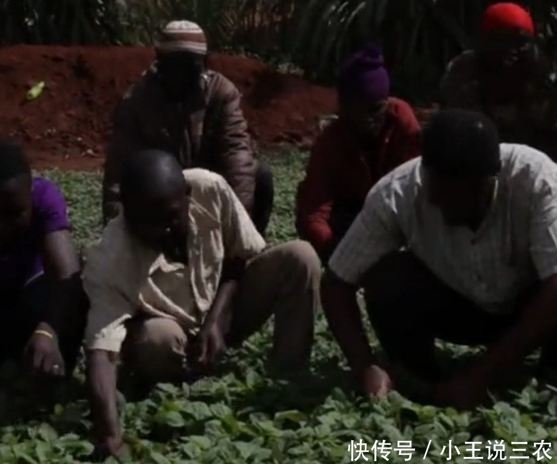 中国维和部队在非洲种菜,当地人常来讨要蔬菜
