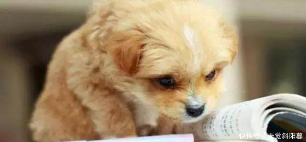 农业部批准两款进口宠物用药再注册,适用于犬