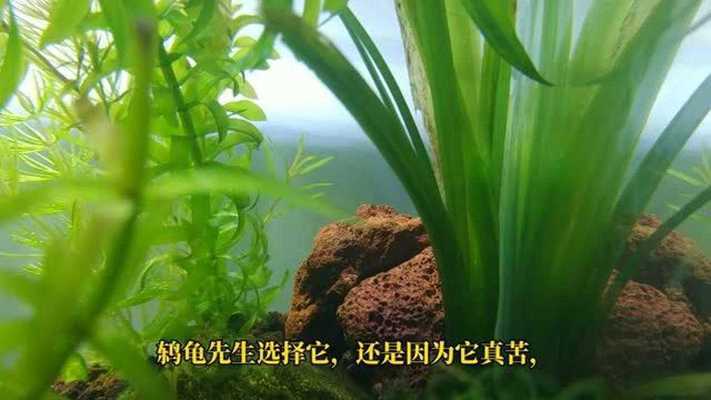 龍魚最適宜的溫度是多少（龍魚最適宜的溫度是多少度）