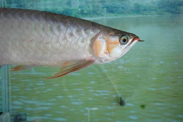 很像鯊魚的淡水魚(淡水里的鯊魚)