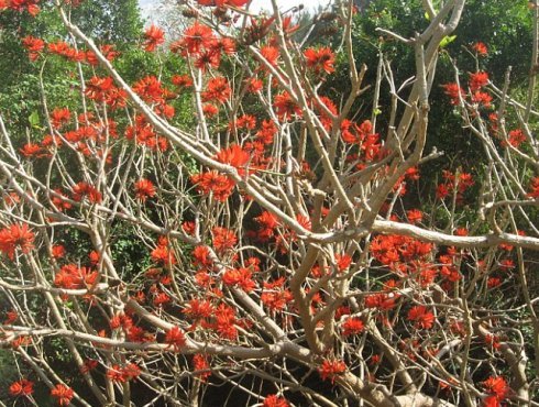 刺桐花