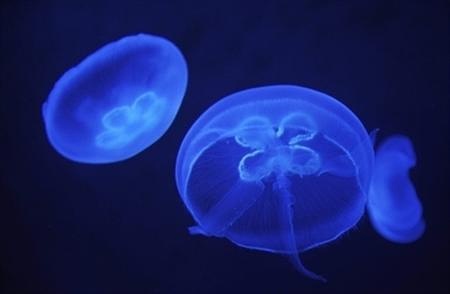 美丽的水母世界_图1-19