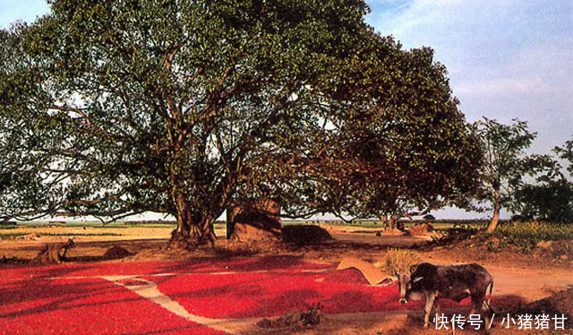 世界10大面积最大的平原,华北平原第九,东北平