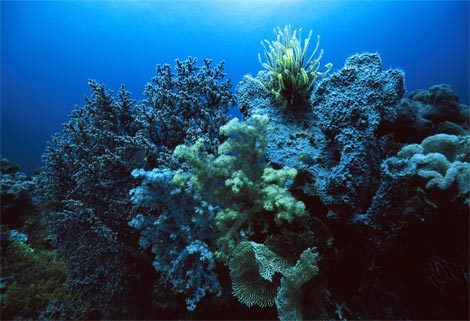 海绵动物