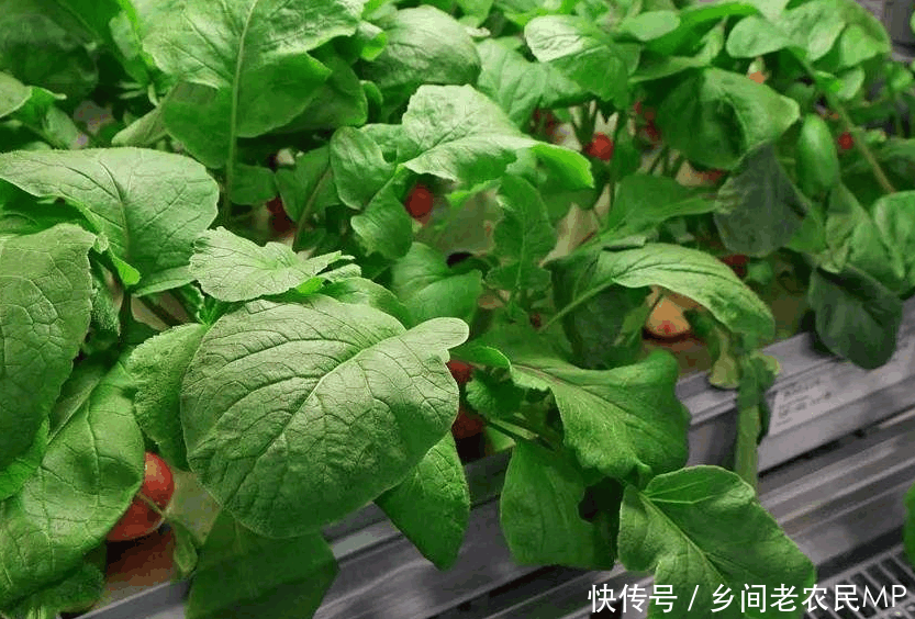 在农村中干什么最赚钱, 做这些工作比城里还赚钱