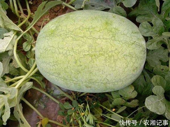 农民夫妇芭乐果园套种它,一亩双丰收,年入十几万元