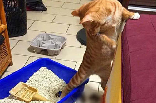 主人扔垃圾回来,看见猫扒着沙发表情不对,歪头