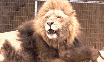 壁纸 动物 狗 狗狗 狮子 桌面 400_239 gif 动态图 动图