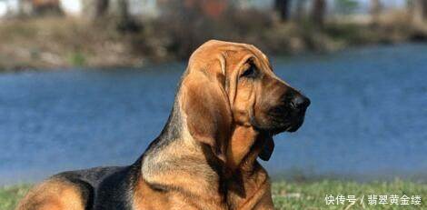 世界上什么狗最笨世界十大最笨的狗排名!