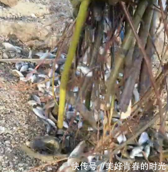 柴禾塞袋子里,丢进沙湖,过夜捞起,十多斤野鱼,这