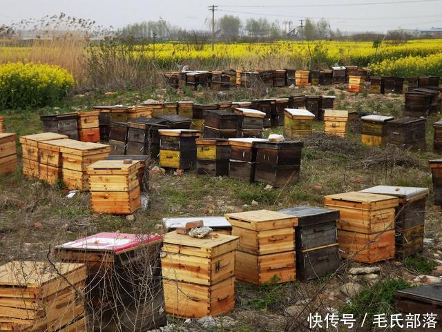 蜜蜂养殖技术｜对实现规模化养蜂的八点建议