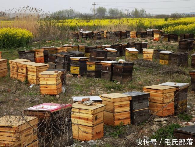 蜜蜂养殖技术|对实现规模化养蜂的八点建议