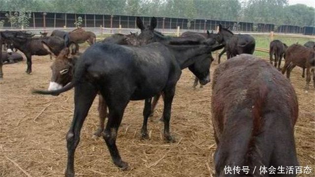 一头驴卖完能赚上万元，为什么农村没人养驴？看完可算明白了