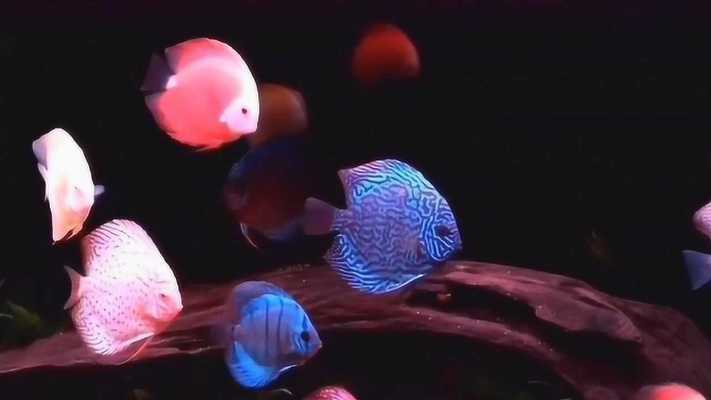 陜西在水一方水族用品有限公司（西安在水一方怎么樣）