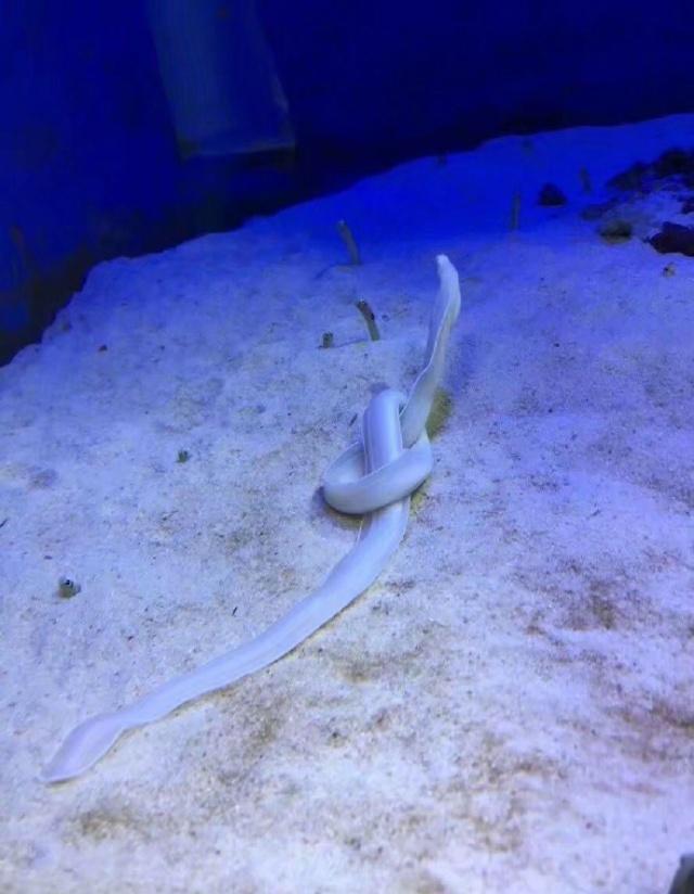 水族馆里一条鳗鱼把自己打了个结,游客看了还