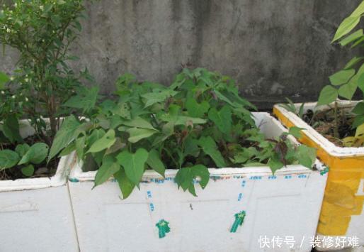 你家用泡沫箱子种菜吗?现在清楚为时不晚,早点叮嘱家人,别大意 百乐博官网